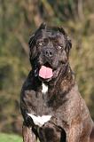 CANE CORSO 1429